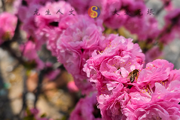 沈陽(yáng)龍生墓園